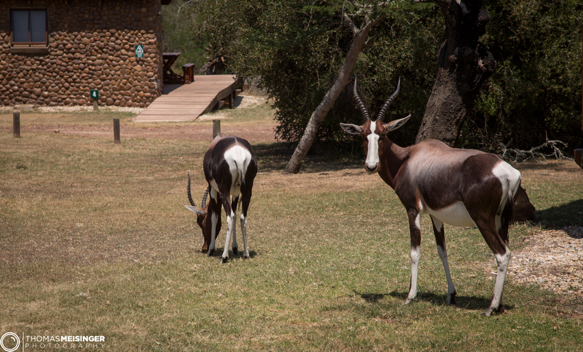 Bontebok National Park | Campout